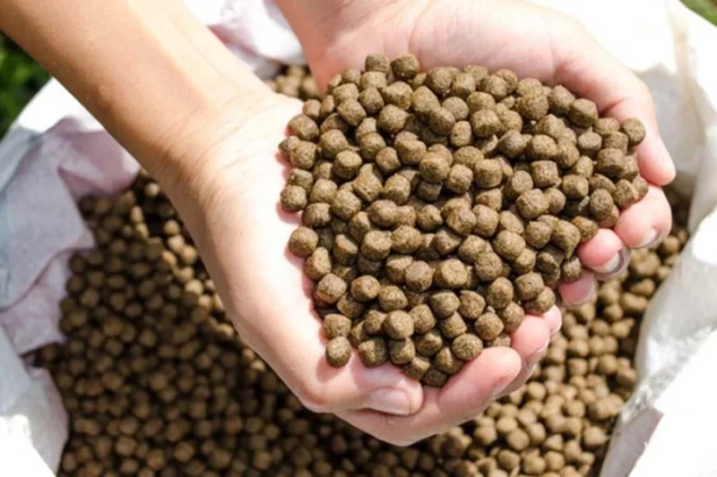 Pakan Ternak sebagai Faktor Penting dalam Meningkatkan Produktivitas