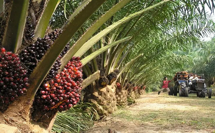 Strategi Pengelolaan Kebun Sawit untuk Produktivitas Tinggi, Peningkatan Kesejahteraan Petani, dan Dukungan terhadap Ekonomi Nasional yang Berkelanjutan di Era Modern