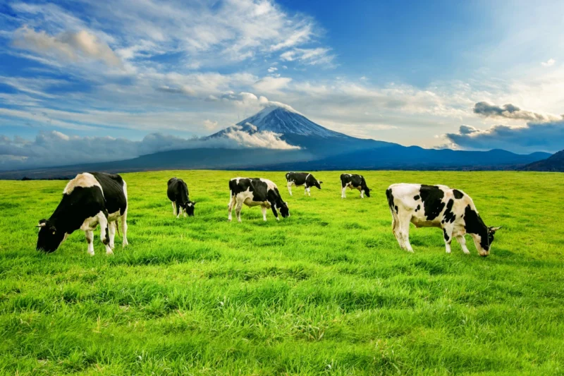 Peternakan Sapi sebagai Sumber Pangan, Ekonomi, dan Inovasi Modern dalam Penyediaan Daging, Susu, serta Produk Olahan untuk Mendukung Ketahanan Pangan dan Kesejahteraan Masyarakat