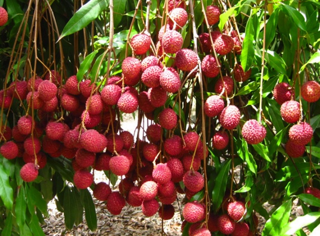 Tanaman Buah Sebagai Sumber Gizi, Peluang Ekonomi, dan Strategi Pertanian Indonesia dalam Memenuhi Kebutuhan Pangan serta Meningkatkan Kesejahteraan Masyarakat