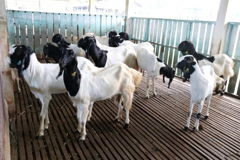 Peternakan Kambing sebagai Sumber Pangan, Ekonomi, dan Usaha Produktif