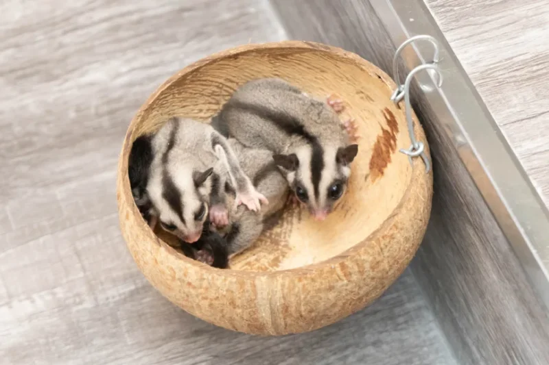 Hewan Eksotis Paling Dicari: Mengenal Satwa Langka dan Menarik, Faktor Populer, Risiko Perdagangan, dan Cara Aman Memelihara serta Upaya Konservasi untuk Menjaga Keberlangsungan Hewan Eksotis