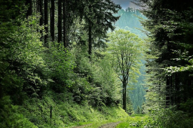 Peranan Hutan bagi Bumi: Konservasi Ekosistem, Penyerapan Karbon, Regulasi Iklim, Penyedia Oksigen, Habitat Satwa, Sumber Kehidupan, Pencegahan Erosi, dan Strategi Menjaga Keberlanjutan Hutan untuk Generasi Mendatang